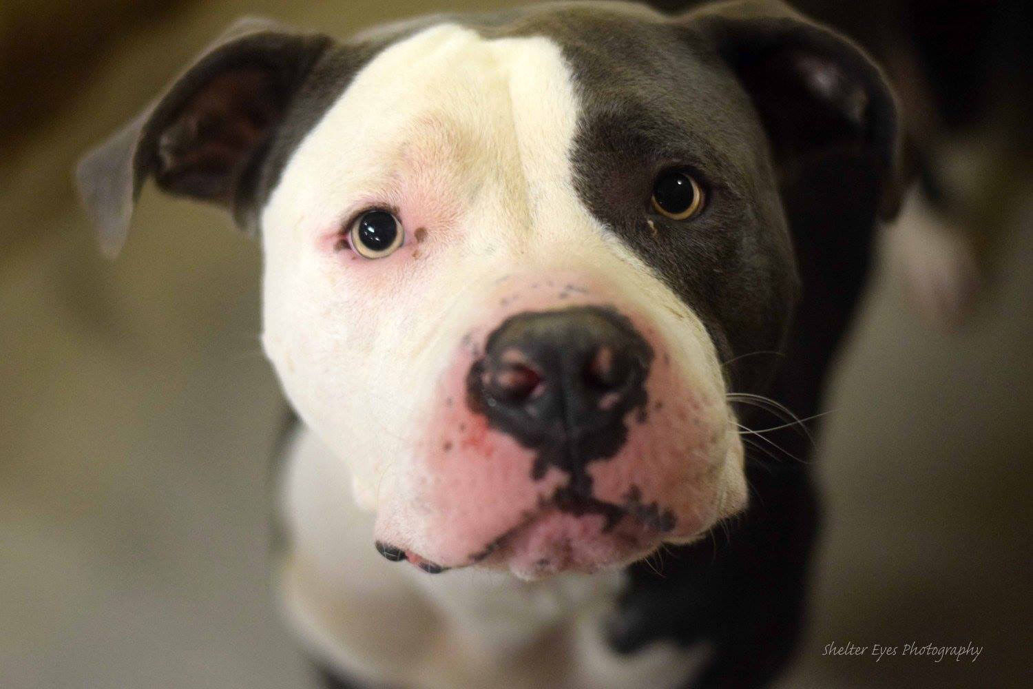 Adopt A Friend: Taz
